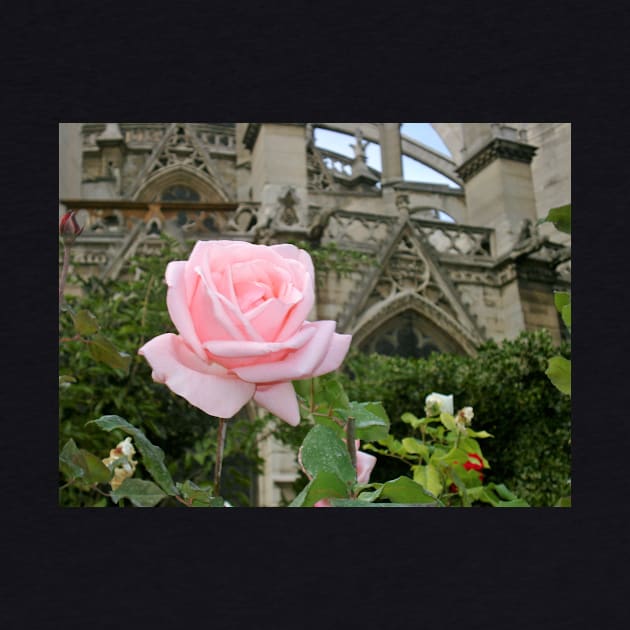 Paris Notre Dame de Paris Pink Rose Bush by BlackBeret